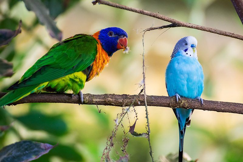rainbow-parrot-and-blue-parakeet-colorful-birds-o-2022-11-16-12-30-14-utc